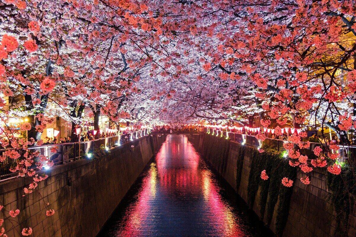 花見の社会学——桜の下に集う人々の構造